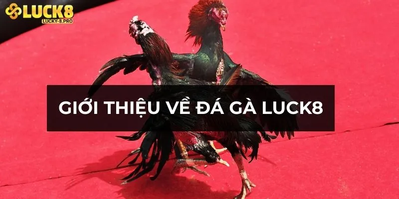 Giới thiệu về đá gà Luck8